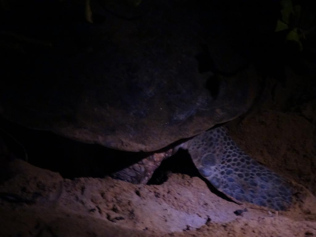 Sasagara Beach Villa Tangalle Kültér fotó